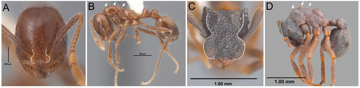 Fig 20